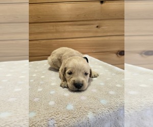 Golden Retriever Puppy for sale in WILLIAMSTOWN, KY, USA