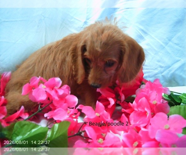 Medium Photo #3 Poogle Puppy For Sale in GREENWOOD, DE, USA