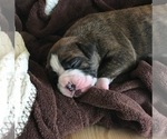 Small Photo #1 Boxer Puppy For Sale in VERMONTVILLE, MI, USA