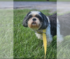 Shih Tzu-Unknown Mix Dogs for adoption in Cranston, RI, USA
