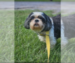 Small Shih Tzu Mix