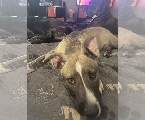 Medium Photo #9 American Pit Bull Terrier-Unknown Mix Puppy For Sale in MECHANICSBURG, PA, USA