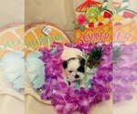 Puppy Puppy 2 Shih Tzu