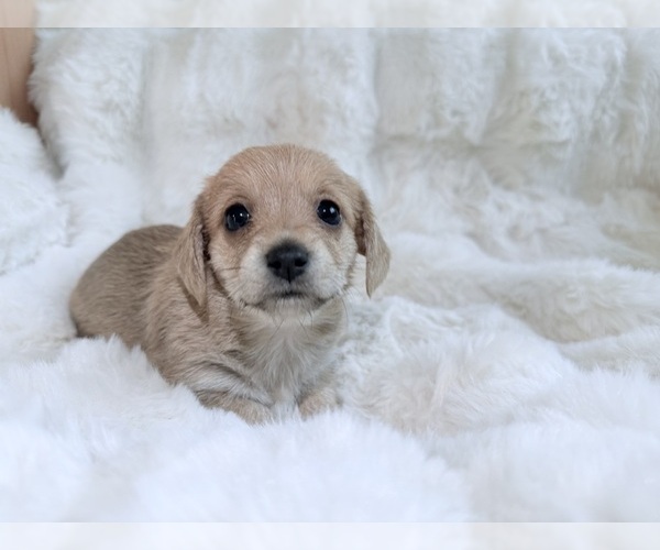 Medium Photo #1 Mauxie Puppy For Sale in RIVERSIDE, CA, USA