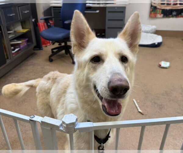 Medium Photo #1 Gerberian Shepsky Puppy For Sale in Martinez, CA, USA