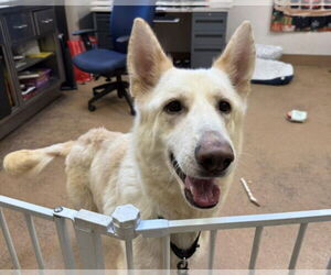 Gerberian Shepsky Dogs for adoption in Martinez, CA, USA