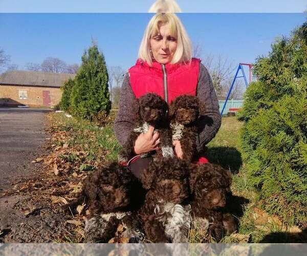 Medium Photo #1 Lagotto Romagnolo Puppy For Sale in Horodok, Khmelnytskyi, Ukraine