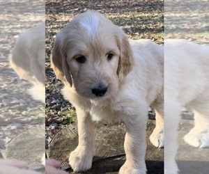 Goldendoodle Puppy for sale in MORGANTOWN, IN, USA