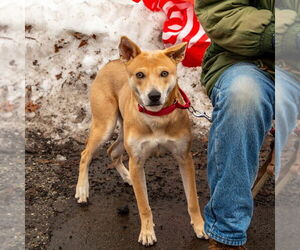 Nessi - Female Mutt Dog for Adoption - Photo #9