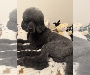 Father of the Poodle (Standard) puppies born on 09/18/2025