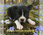 Small #8 Boston Terrier