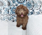 Small Photo #1 YorkiePoo Puppy For Sale in ELKTON, KY, USA