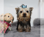 Small #3 Yorkshire Terrier