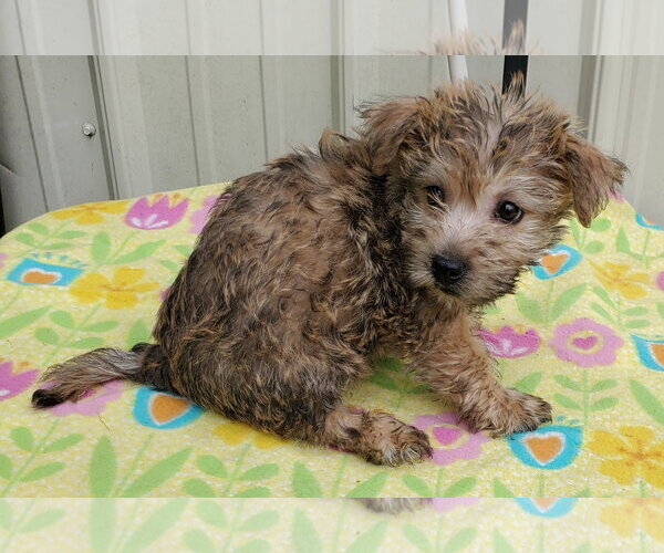 Medium Photo #3 Cairn Terrier Puppy For Sale in Mountain View, MO, USA