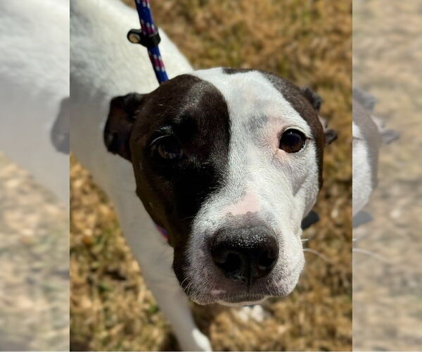 Medium Photo #2 Lab-Pointer Puppy For Sale in Lakewood, CO, USA