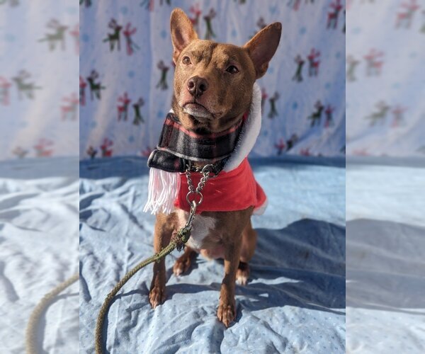 Medium Photo #5 Pharaoh Hound-Rat Terrier Mix Puppy For Sale in Richmond, IN, USA