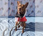 Small Photo #5 Pharaoh Hound-Rat Terrier Mix Puppy For Sale in Richmond, IN, USA