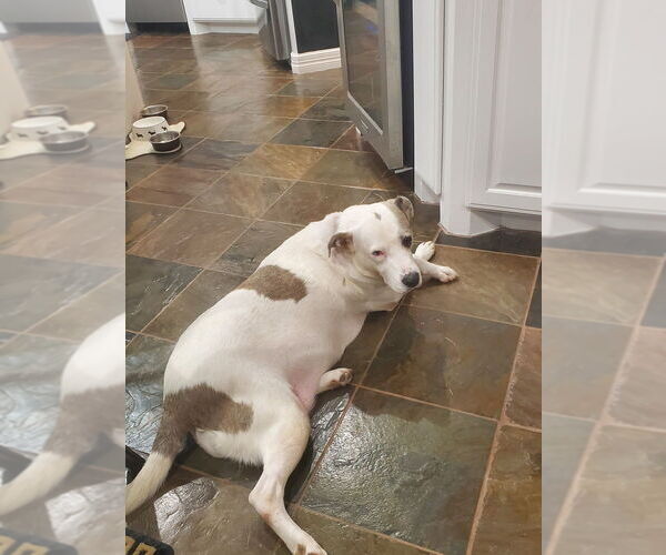 Medium Photo #1 American Pit Bull Terrier-Unknown Mix Puppy For Sale in Brewster, NY, USA