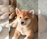 Puppy Bella Shiba Inu