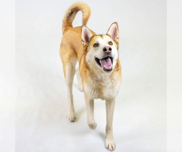 Medium Photo #3 Siberian Husky Puppy For Sale in Omaha, NE, USA