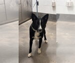 Small Border Collie Mix