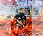 Small #4 Yorkshire Terrier