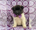 Small Photo #3 Akita Puppy For Sale in PARADISE, PA, USA
