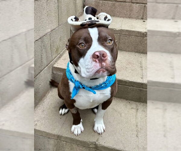 Medium Photo #8 American Pit Bull Terrier-Unknown Mix Puppy For Sale in Redlands, CA, USA