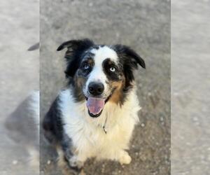 Mutt Dogs for adoption in Santa Maria, CA, USA