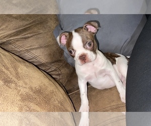 Boston Terrier Puppy for sale in BROOKVILLE HEIGHTS, IN, USA