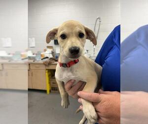 Labrador Retriever-Unknown Mix Dogs for adoption in Corpus Christi, TX, USA