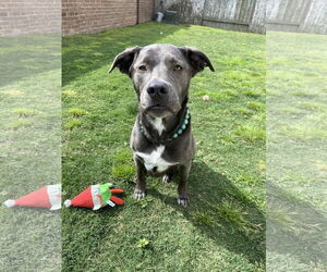 KangaRoo - Female Blue Lacy-Unknown Mix Dog for Adoption - Photo #30