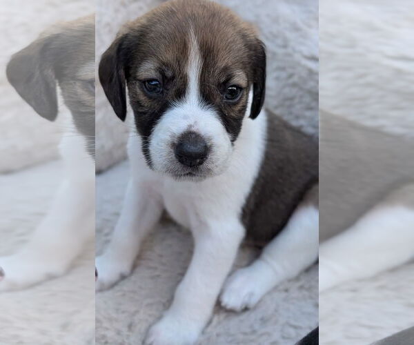 Medium Photo #2 Beagle Puppy For Sale in Brooklyn Center, MN, USA