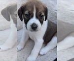 Small #1 Beagle