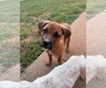 Small Photo #3 Mutt Puppy For Sale in Greenville, SC, USA