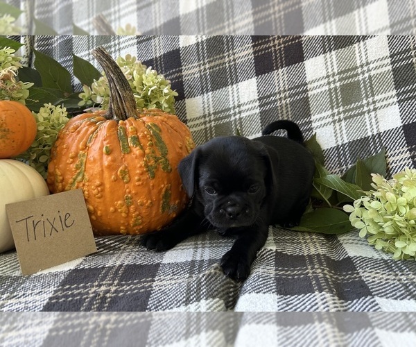Medium Photo #1 Puggle Puppy For Sale in ELKTON, VA, USA