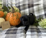 Puppy trixie Puggle