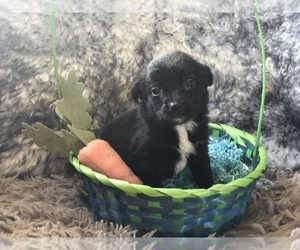 Pom-A-Poo-Poodle (Toy) Mix Puppy for sale in CONVERSE, IN, USA