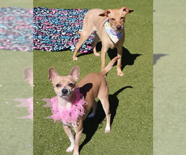 Medium Photo #4 Chihuahua-Unknown Mix Puppy For Sale in Rockaway, NJ, USA