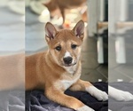 Small #11 Shiba Inu