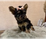 Small #1 YorkiePoo