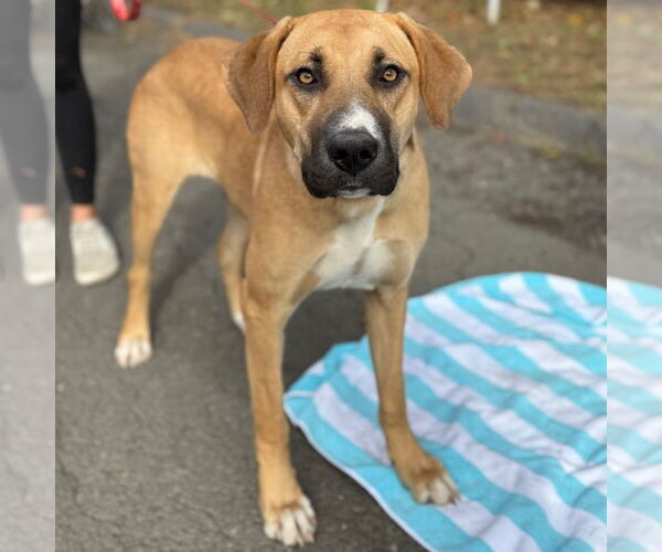 Medium Photo #8 Mutt Puppy For Sale in Canton, CT, USA