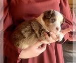 Small Photo #6 Australian Shepherd Puppy For Sale in CHARLESTON, SC, USA