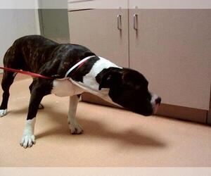 American Pit Bull Terrier Dogs for adoption in Martinez, CA, USA