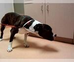 Small American Pit Bull Terrier
