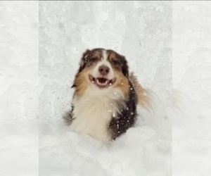 Father of the Australian Shepherd puppies born on 12/15/2024