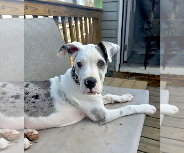 Medium Photo #2 Great Dane Puppy For Sale in Huntersville, NC, USA