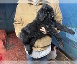 Small Photo #10 Poodle (Standard) Puppy For Sale in WILSONVILLE, OR, USA