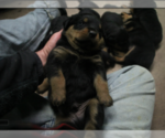 Small Photo #18 Rottweiler Puppy For Sale in ROSEBURG, OR, USA