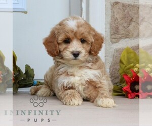 Goldendoodle (Miniature) Puppy for sale in GORDONVILLE, PA, USA